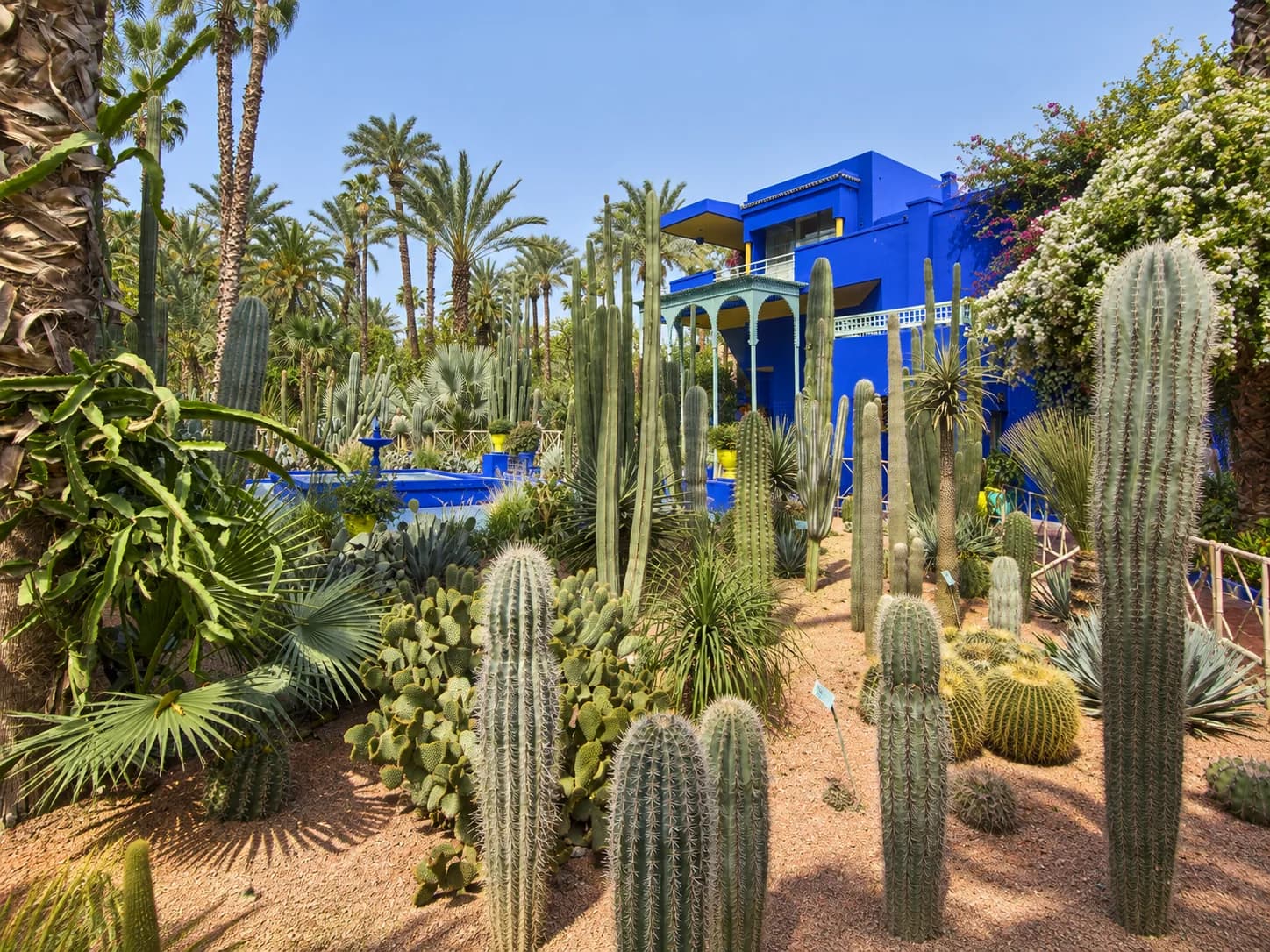 Villa bleue, cactus et palmiers dans un jardin de Marrakech