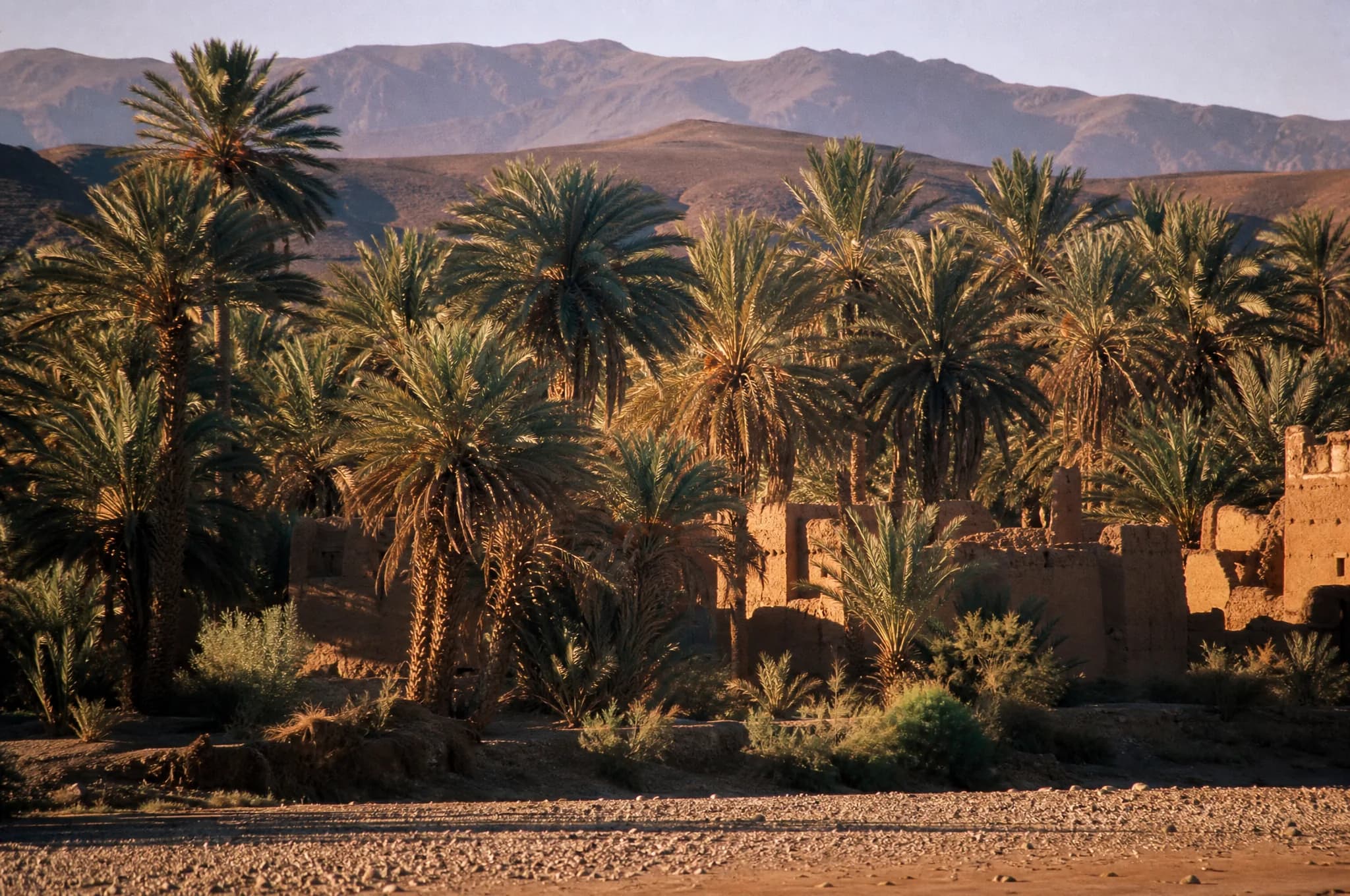 Palmiers et reliefs arides dans la vallée du Drâa